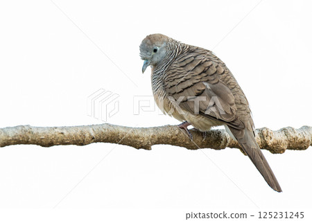 Zebra dove with soft feather patterns perched on a branch against a clean white background, looking down in a calm and peaceful pose. Zebra dove with soft feather patterns perched on a branch against a clean white background, looking down in a calm and peaceful pose. 125231245