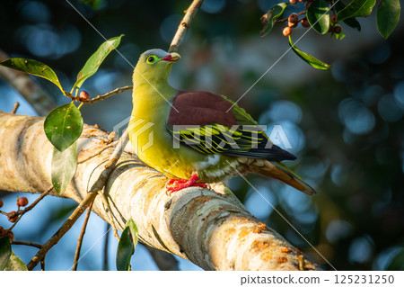 Brightly colored Thick-billed Green-pigeon  perched on a sunlit tree branch, surrounded by green leaves and berries in a natural forest setting. 125231250