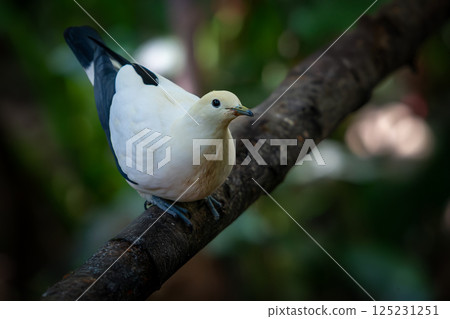 Elegant Pied Imperial-pigeon with black wingtips perched calmly on a tree branch, captured in soft natural light against a blurred forest background. 125231251
