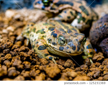Close up of Egyptian green toad Close up of Egyptian green toad 125231369