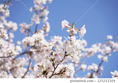 Sakura that shines in the blue sky 125231504