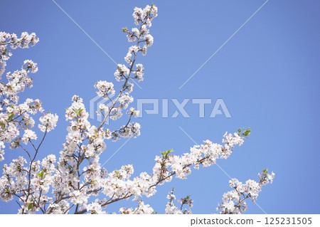 Sakura that shines in the blue sky 125231505