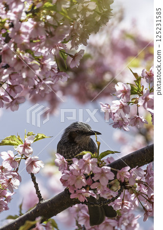 A small brown visitor perched on a cherry tree 125231585