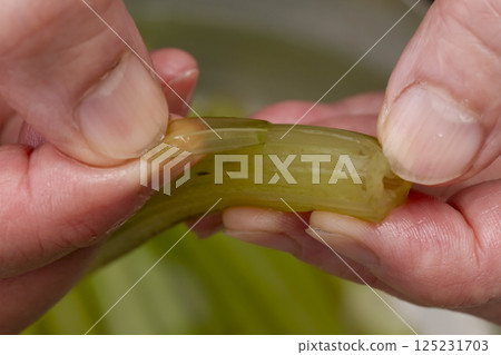 從準備白屈菜到在陶罐裡煮飯的過程 從準備白屈菜到在陶罐裡煮飯的過程 125231703