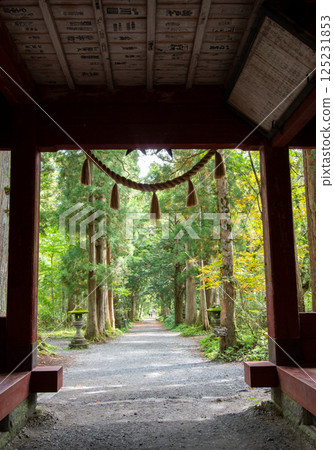 戶隱神社奧社：從隨神門望去的杉樹 125231853