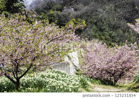 桃花村的河津櫻花盛開 桃花村的河津櫻花盛開 125231854