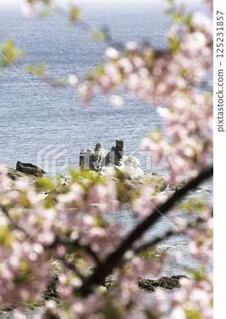 View of Kawazu cherry blossoms and the sea View of Kawazu cherry blossoms and the sea 125231857