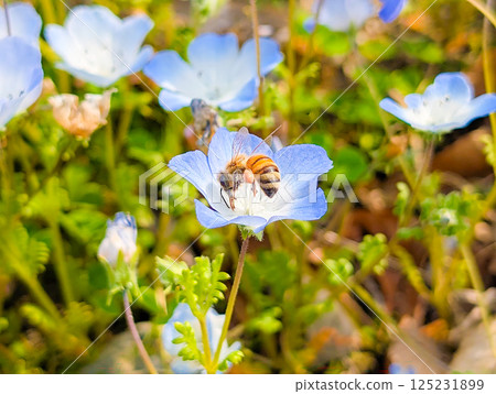 Nemophila bee 125231899
