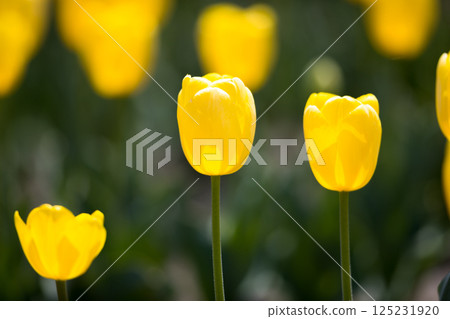 Negaramimae Paddy Field Tulip Festival, Hamura City, Tokyo 125231920