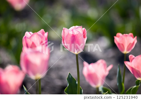 Negaramimae Paddy Field Tulip Festival, Hamura City, Tokyo Negaramimae Paddy Field Tulip Festival, Hamura City, Tokyo 125231940