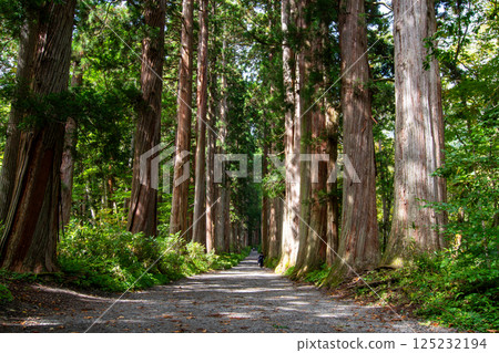 戶隱神社奧社，一排杉樹在進場 125232194