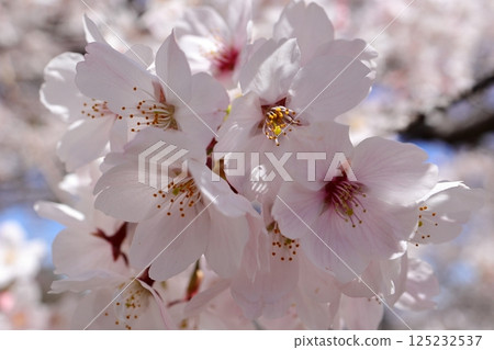 Cherry blossoms in full bloom bathed in the spring sunshine Cherry blossoms in full bloom bathed in the spring sunshine 125232537