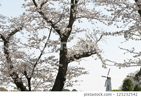 見沼綠色中心的春天風景 125232542