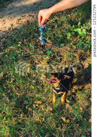 Deutscher Jagdterrier dog playing outside with rope toy. Terrier playing with colorful toy in grass lawn during summer. Pet humanization Deutscher Jagdterrier dog playing outside with rope toy. Terrier playing with colorful toy in grass lawn during summer. Pet humanization 125232794