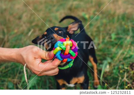 Happy dog running outdoors with ball dog toy in mouth. Active pet enjoying summertime outdoors. Puppy in green meadow playful companionship Happy dog running outdoors with ball dog toy in mouth. Active pet enjoying summertime outdoors. Puppy in green meadow playful companionship 125232811