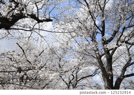Cherry Blossoms Cherry Blossoms 125232914