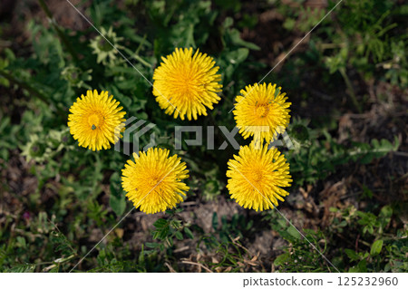 Dandelions starting to grow in a spring field 125232960
