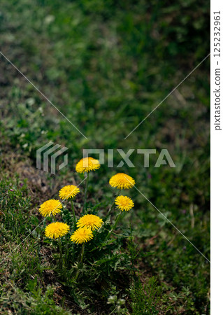 Dandelions starting to grow in a spring field 125232961