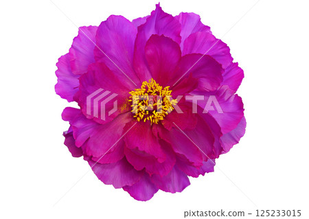 [Peony (depth synthesis)] 125233015