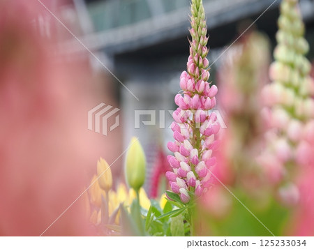 Lupines beginning to bloom 125233034