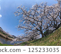 Sakura in full bloom that shines in the blue sky of spring 125233035
