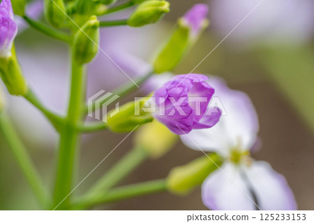Adorable spring flower: Sea radish Adorable spring flower: Sea radish 125233153