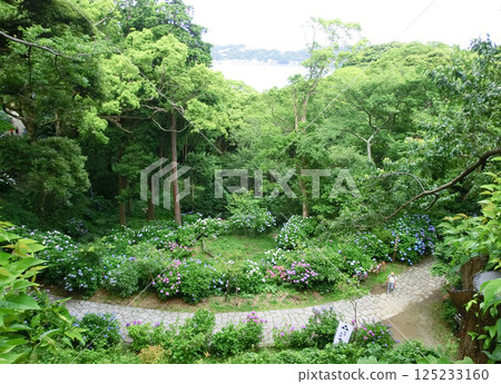 Hydrangeas at Shimoda Park in Izu (Shimoda City, Shizuoka Prefecture) Hydrangeas at Shimoda Park in Izu (Shimoda City, Shizuoka Prefecture) 125233160