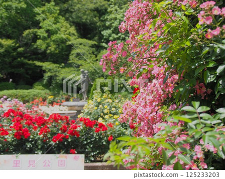 Rose Garden (Satomi Park, Chiba) Rose Garden (Satomi Park, Chiba) 125233203