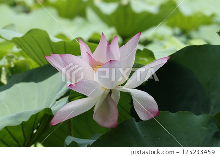 蓮花回歸,象徵夏季 蓮花回歸,象徵夏季 125233459