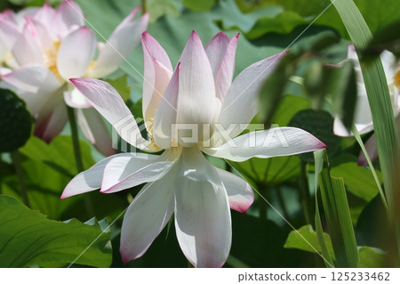 The revival of lotus flowers as a symbol of summer - Part 3 The revival of lotus flowers as a symbol of summer - Part 3 125233462