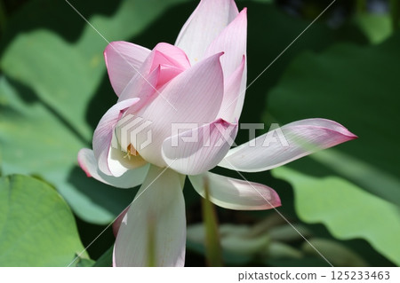 The revival of lotus flowers as a symbol of summer - Part 4 The revival of lotus flowers as a symbol of summer - Part 4 125233463