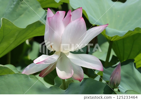 蓮花作為夏季象徵的復興—第五部分 蓮花作為夏季象徵的復興—第五部分 125233464
