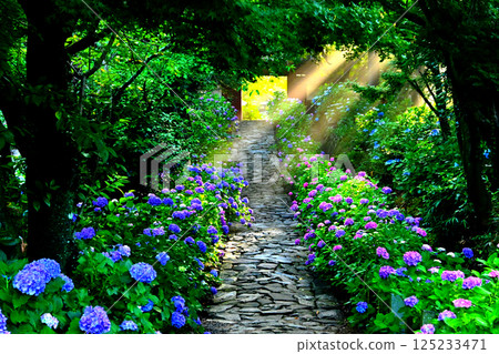 The beautiful morning sun shining through the hydrangea path 125233471