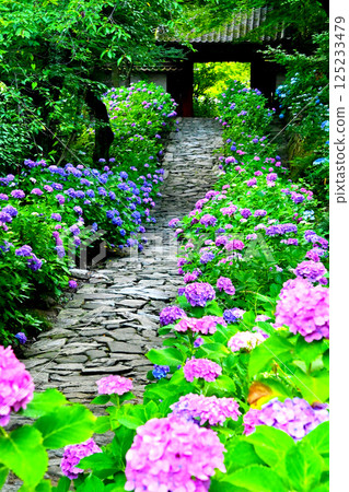 The charming stone-paved path and hydrangeas at Zuiunzan Honkoji Temple The charming stone-paved path and hydrangeas at Zuiunzan Honkoji Temple 125233479