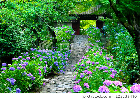 The charming stone-paved path and hydrangeas at Zuiunzan Honkoji Temple The charming stone-paved path and hydrangeas at Zuiunzan Honkoji Temple 125233480