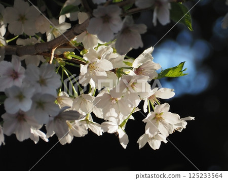 陽光下閃耀的櫻花（20250409071316） 125233564