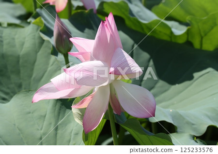 Sasayama Castle Lotus Flowers, a popular tourist spot - Part 2 Sasayama Castle Lotus Flowers, a popular tourist spot - Part 2 125233576