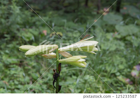 蜻蜓停在一朵姥姥花上 / 長野縣八千穗高原,八月 蜻蜓停在一朵姥姥花上 / 長野縣八千穗高原,八月 125233587