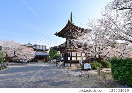 Honpoji Temple: Yoshino cherry blossoms in full bloom, Kyoto City Honpoji Temple: Yoshino cherry blossoms in full bloom, Kyoto City 125233619