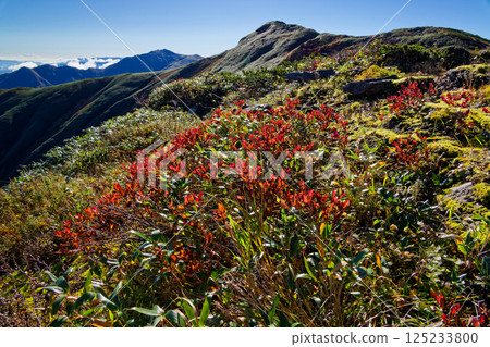 Autumn foliage along the Iide mountain range's main ridgeline and a view of Mt. Eboshi and Mt. Iide. Autumn foliage along the Iide mountain range's main ridgeline and a view of Mt. Eboshi and Mt. Iide. 125233800