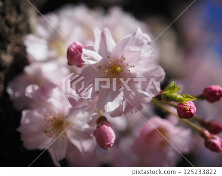 陽光下盛開的重瓣櫻花（20250409081130） 125233822