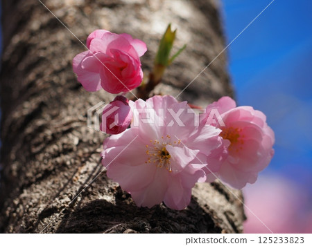 八重櫻看起來有點尷尬（20250409080659） 125233823