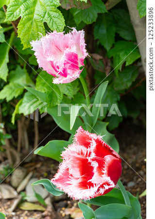 Fringe-flowered pink and red tulips 125233896