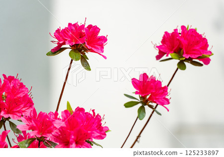 Bright pink blooming azalea Bright pink blooming azalea 125233897