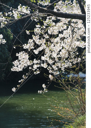 城壕邊緣盛開的櫻花 125233945