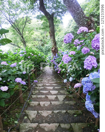 Hydrangeas at Shimoda Park in Izu (Shimoda City, Shizuoka Prefecture) 125233996