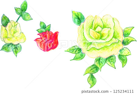 用水彩筆畫的白玫瑰 125234111