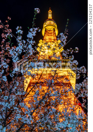 "Tokyo Tower" View of Tokyo Tower with cherry blossoms in full bloom at night 125234157