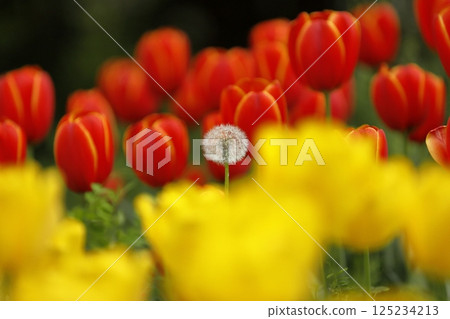 Blooming tulips and dandelion fluff Blooming tulips and dandelion fluff 125234213