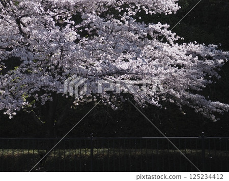 櫻花開始飄落（20250409090221） 125234412